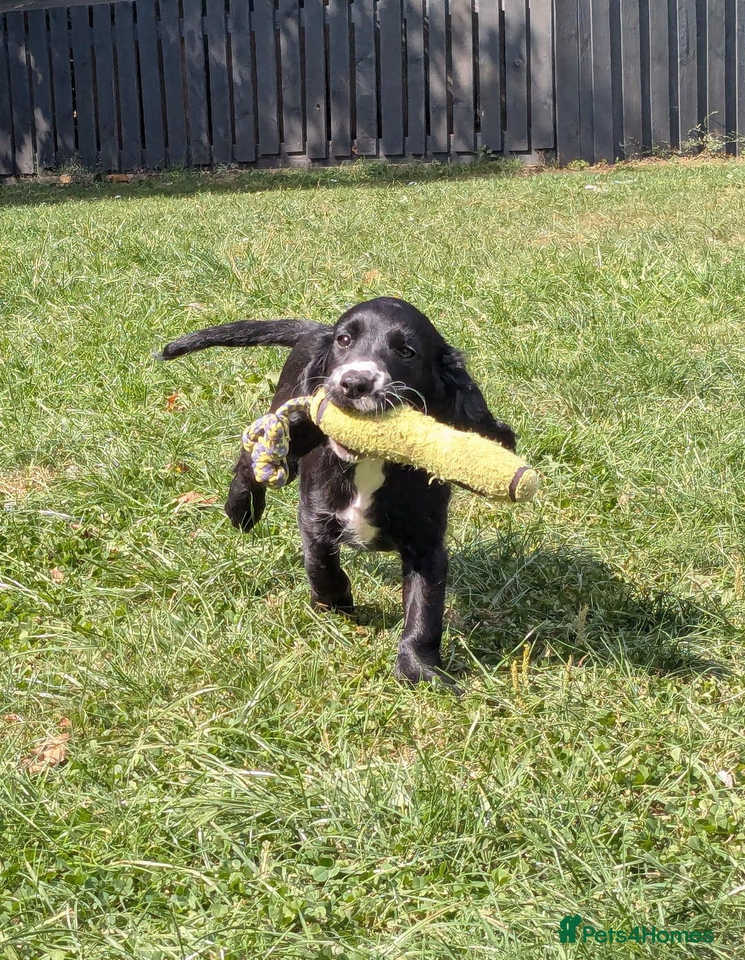 Cocker Spaniel dogs for sale: Beautiful Cocker Girl Pups, READY TO LEAVE-27.7.25 - Image 3