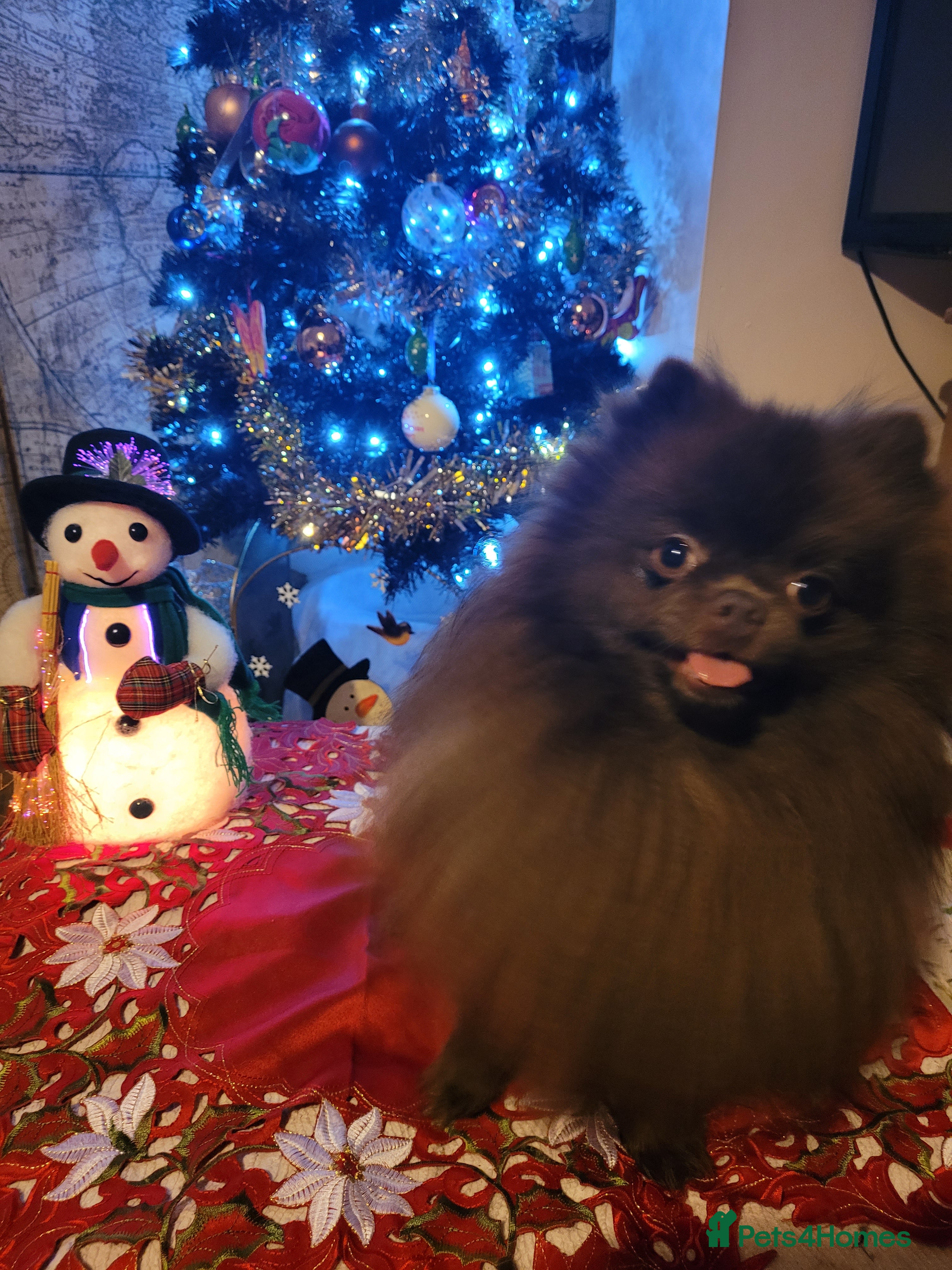 Pomeranian dogs Chocolate brown teddy faced pom proven stud - Advert 13