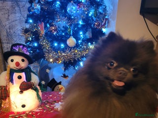 Pomeranian dogs - Advert 1