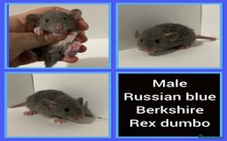 Rat rodents for sale: Adorable dumbo baby rates for sale ♥️ - Advert 12
