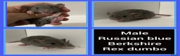 Rat rodents for sale: Adorable dumbo baby rates for sale ♥️ - Advert 12