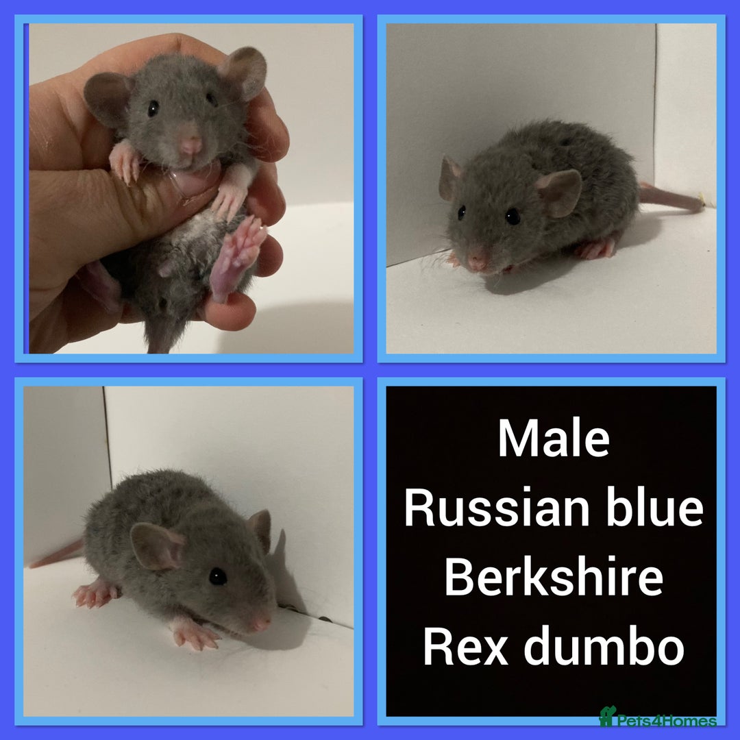 Rat rodents for sale: Adorable dumbo baby rates for sale ♥️ - Advert 12