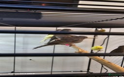 Canaries birds for sale: Irish fancy canary  - Image 10