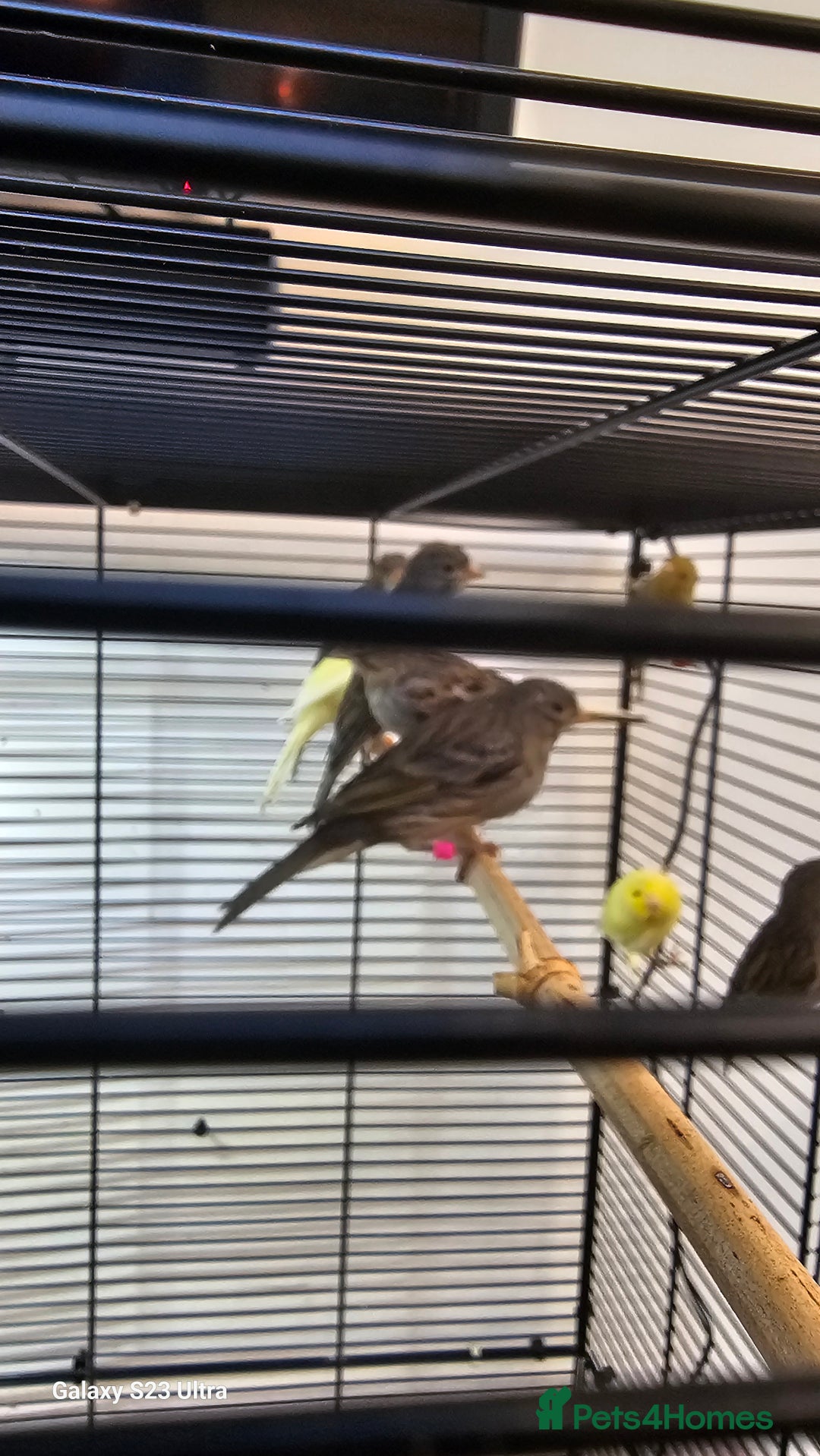 Canaries birds for sale: Irish fancy canary  - Image 10
