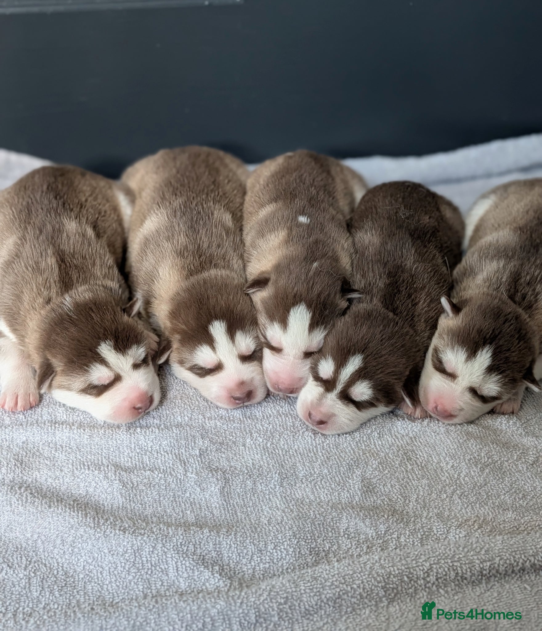 Siberian Husky dogs Beautiful Siberian Husky  - Advert 1