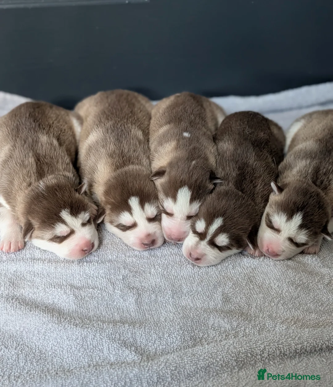 Siberian Husky dogs for sale: Beautiful Siberian Husky  - Advert 1