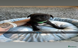 Staffordshire Bull Terrier dogs for sale: 9 Beautiful staffy X pups  - Image 10