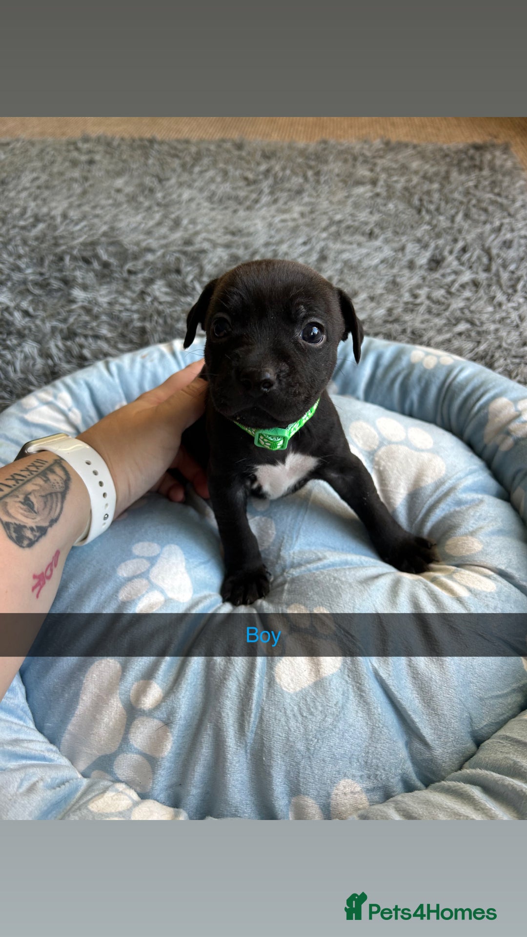 Staffordshire Bull Terrier dogs for sale: 9 Beautiful staffy X pups  - Image 10