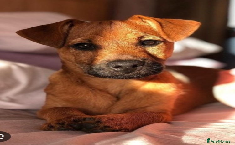 Mixed Breed dogs Terrier cross with jackrussle - Advert 1