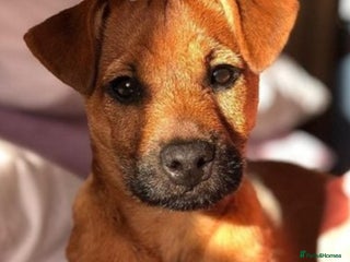 Mixed Breed dogs Terrier cross with jackrussle - Advert 1