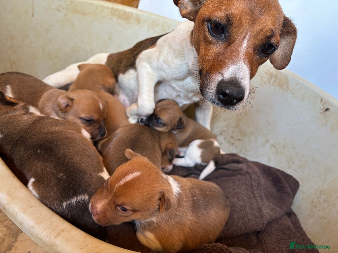 Mixed Breed dogs for sale: Plummer X Jack Russell Puppies - Image 8