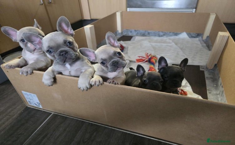 French Bulldog dogs - Advert 1