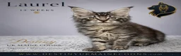 Maine Coon cats for sale: Ready Now - 5 Top Pedigree MCO Kittens in Coventry - Advert 6