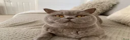 British Shorthair cats for sale: Champion pedigree female cat for rehoming  in Wellingborough - Advert 6