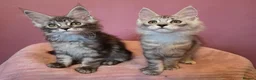 Maine Coon cats for sale: Tica Reg REDUCED mainecoon kittens READY NOW - Advert 8