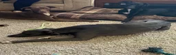 Whippet dogs for sale: Two male whippet puppies  - Advert 17