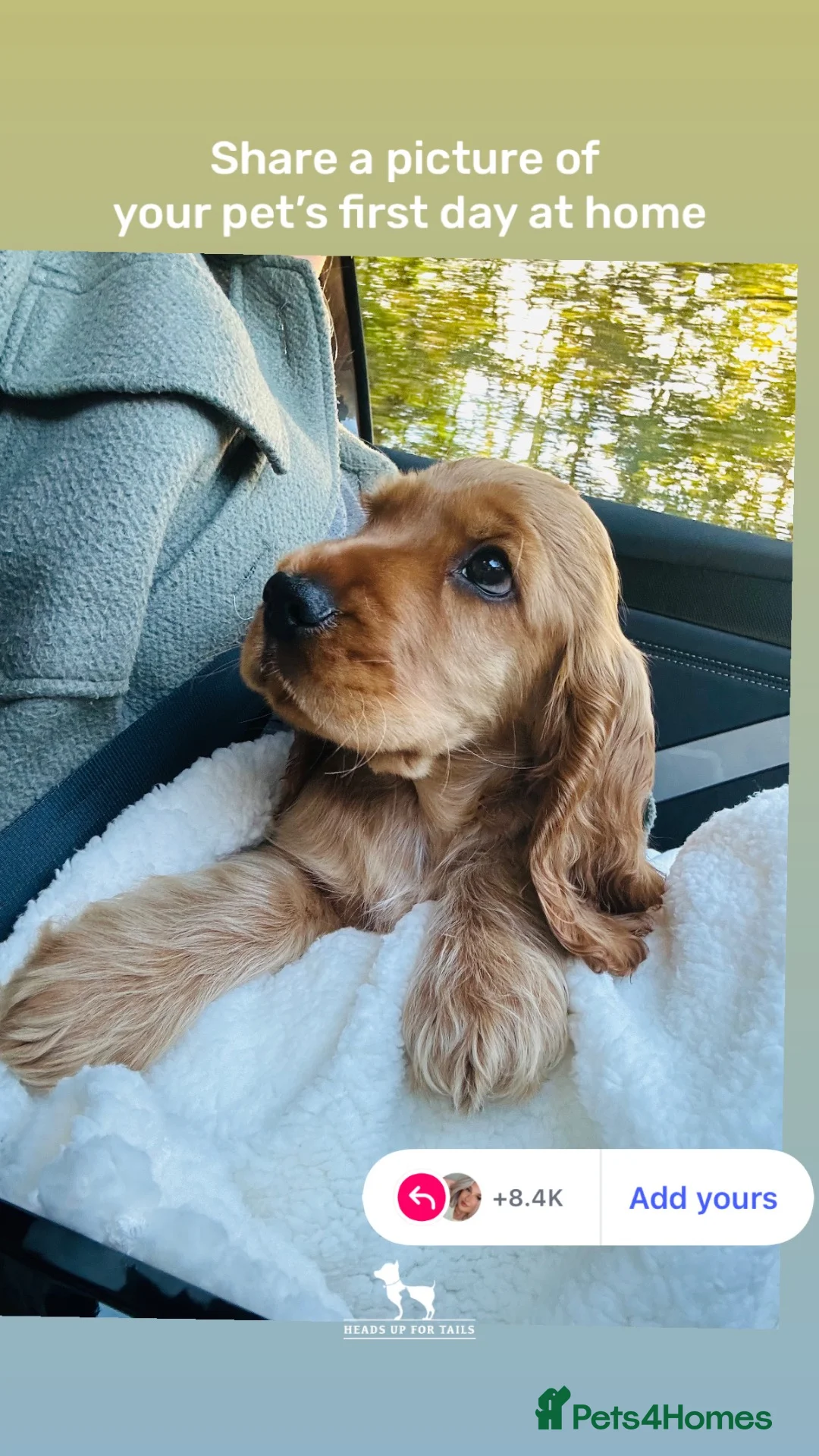 Cocker Spaniel dogs for stud: Show cocker spaniel stud in Dunfermline - Advert 2