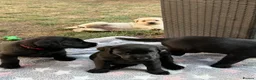 Labrador Retriever dogs for sale: Black Labrador Girls in Northampton - Advert 4