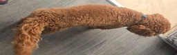 Cavapoo dogs for sale: 💙CAVAPOO💙 8 month old Male Red Cavapoo  - Advert 10