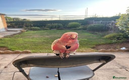 Cockatoo birds for sale: Baby Galah Cockatoo for Sale -  Sweet & Social - Image 6