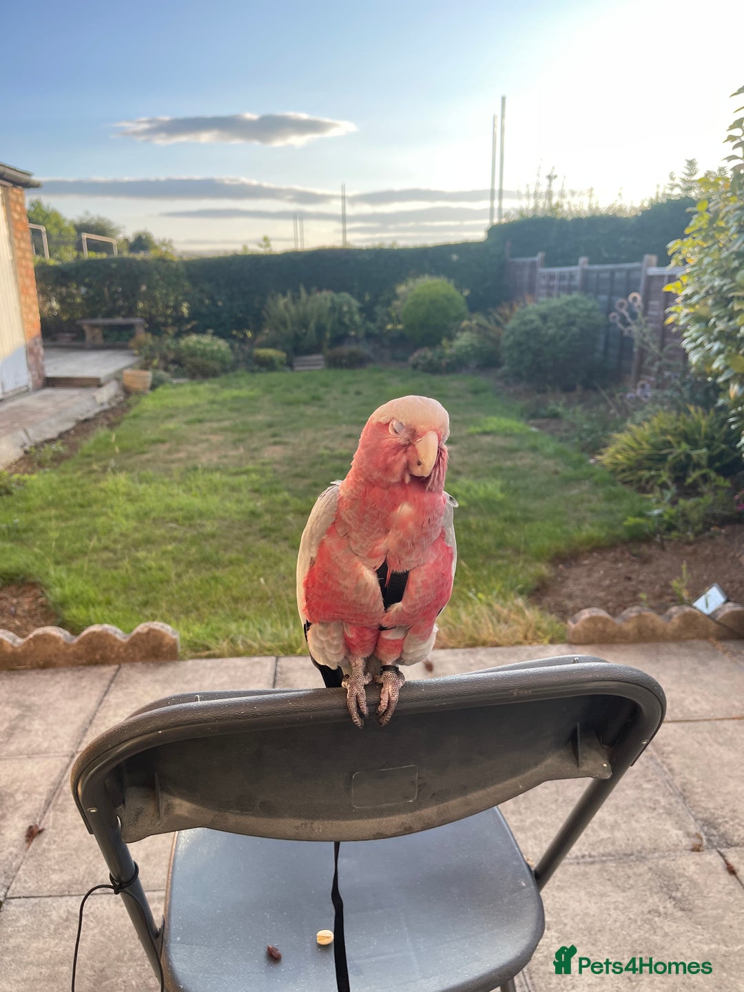 Cockatoo birds for sale: Baby Galah Cockatoo for Sale -  Sweet & Social - Image 6