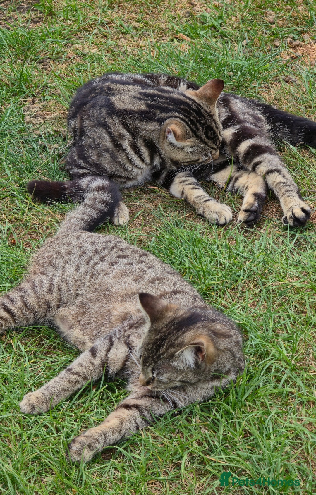 European cats for sale: Beautiful, friendly and playful kittens - Image 29