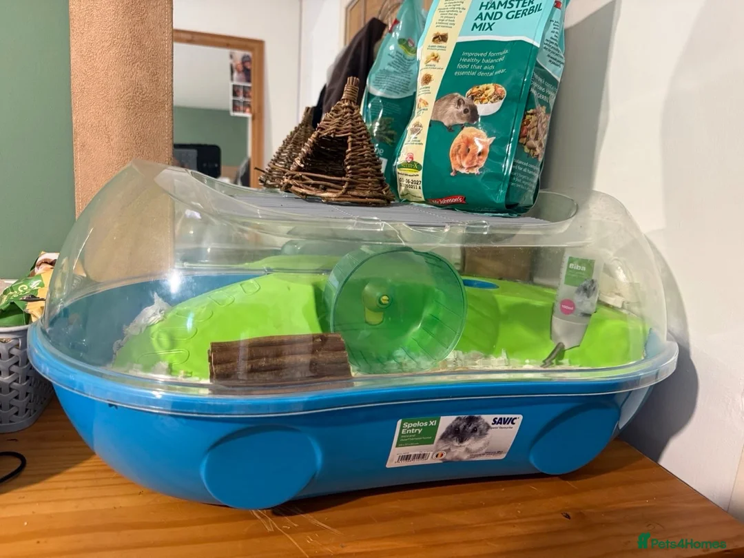 Hamster rodents for sale: Two female hamsters  in Crediton - Advert 3