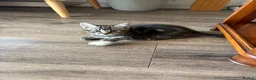 Mixed Breed cats for sale: 3 beautiful kittens  - Advert 4