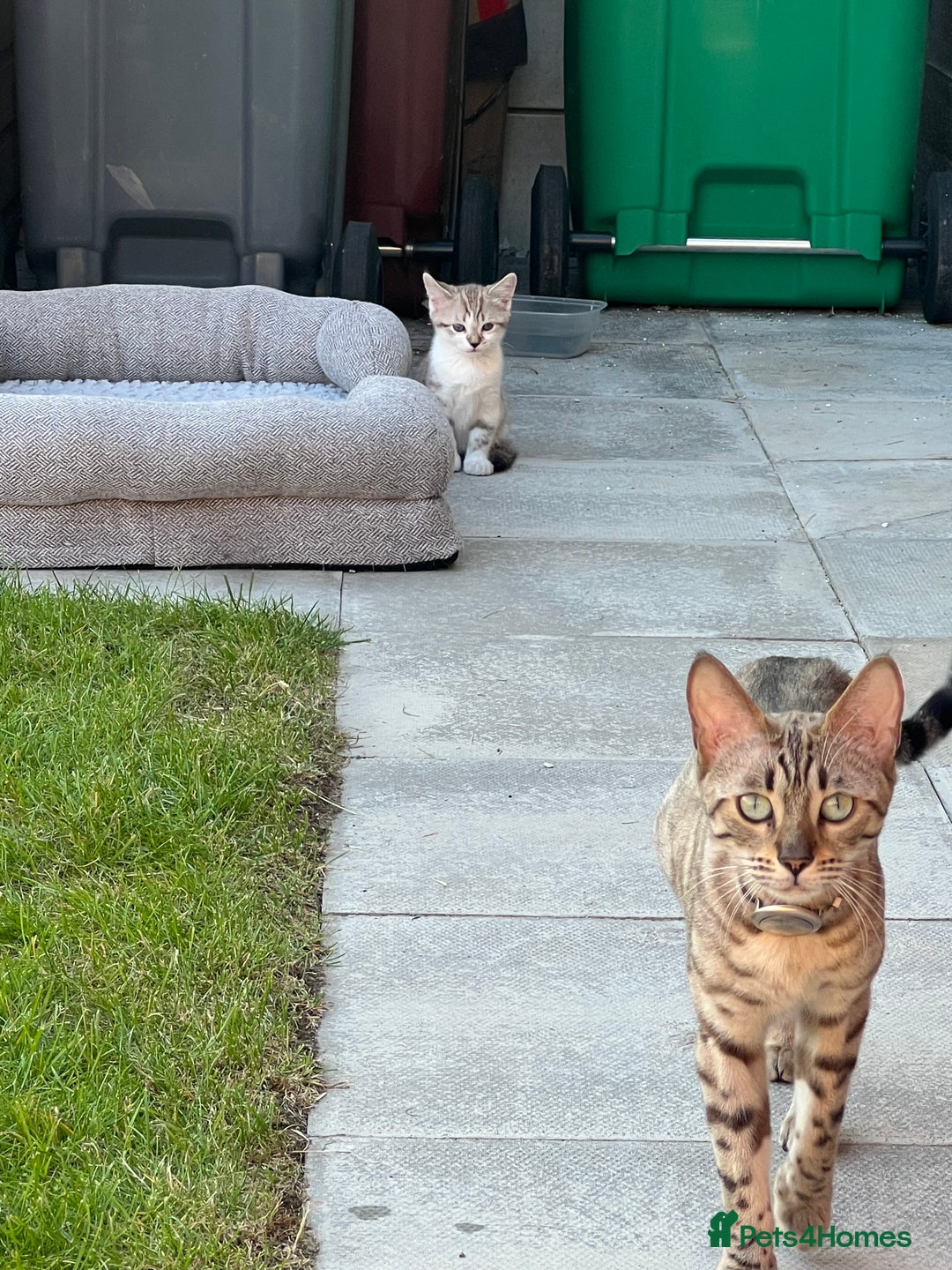 Bengal cats for sale: Beautiful Half Bengal Kittens - Advert 3