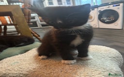 Mixed Breed cats for sale: Five beautiful kittens - Image 5