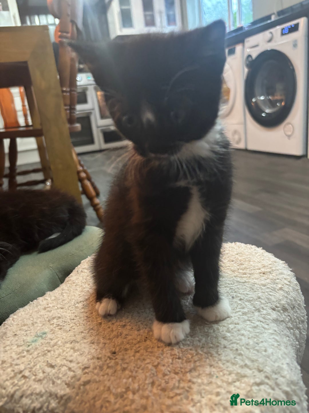 Mixed Breed cats for sale: Five beautiful kittens - Image 5