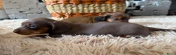 Miniature Dachshund dogs for sale: Beautiful Miniature Dachshund Puppies - Advert 6