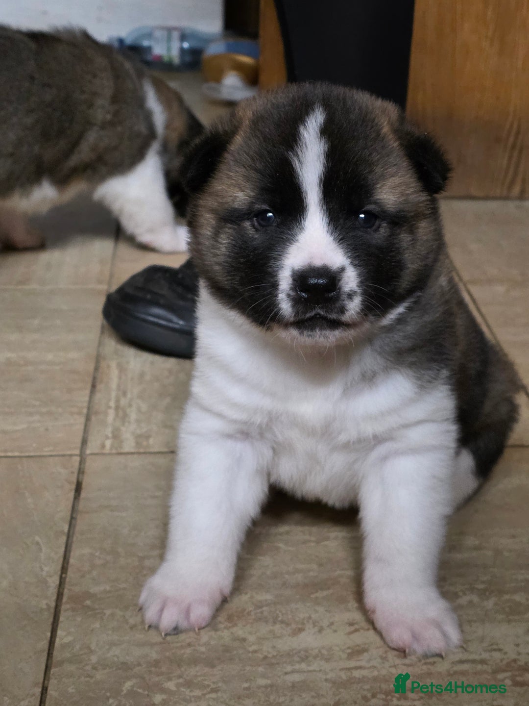 Akita dogs for sale: American akita puppy  - Advert 2