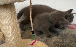 Russian Blue cats for sale: Russian Blue Kittens  - Image 18