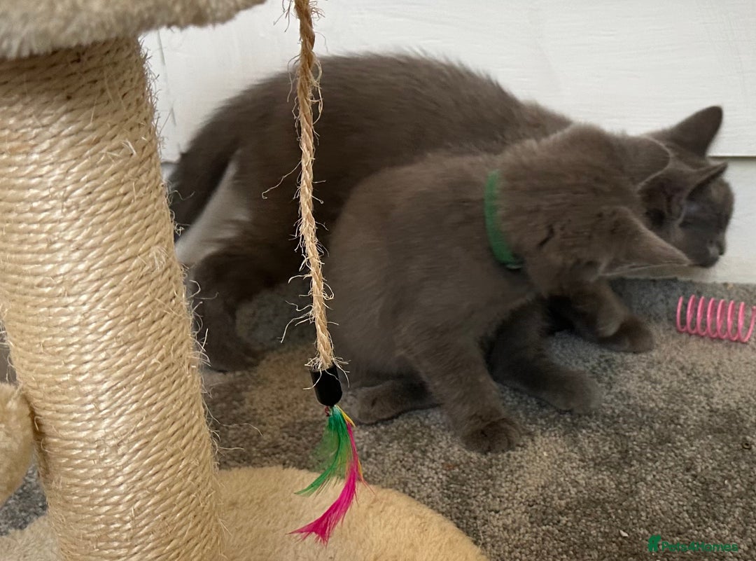 Russian Blue cats for sale: Russian Blue Kittens  - Image 18