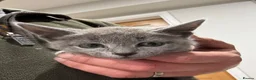 Russian Blue cats for sale: Pure bred Russian blue kittens.  - Advert 3