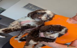 Cockapoo dogs for sale: F1 Toy Cockapoos - Image 14