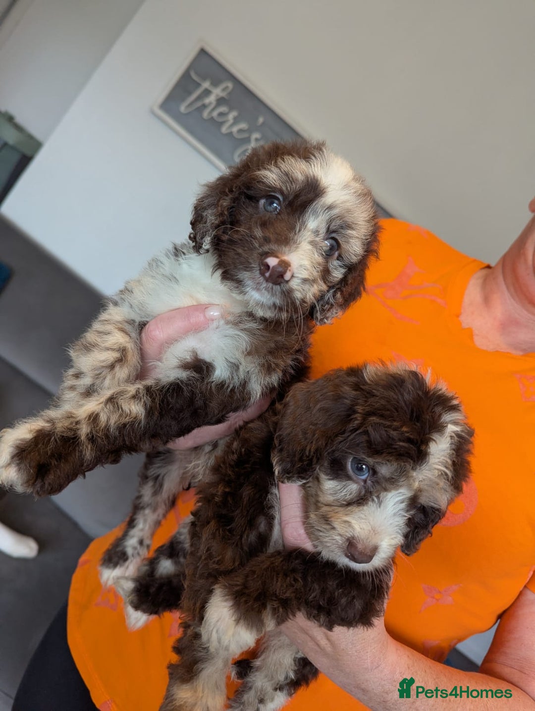 Cockapoo dogs for sale: F1 Toy Cockapoos - Image 14