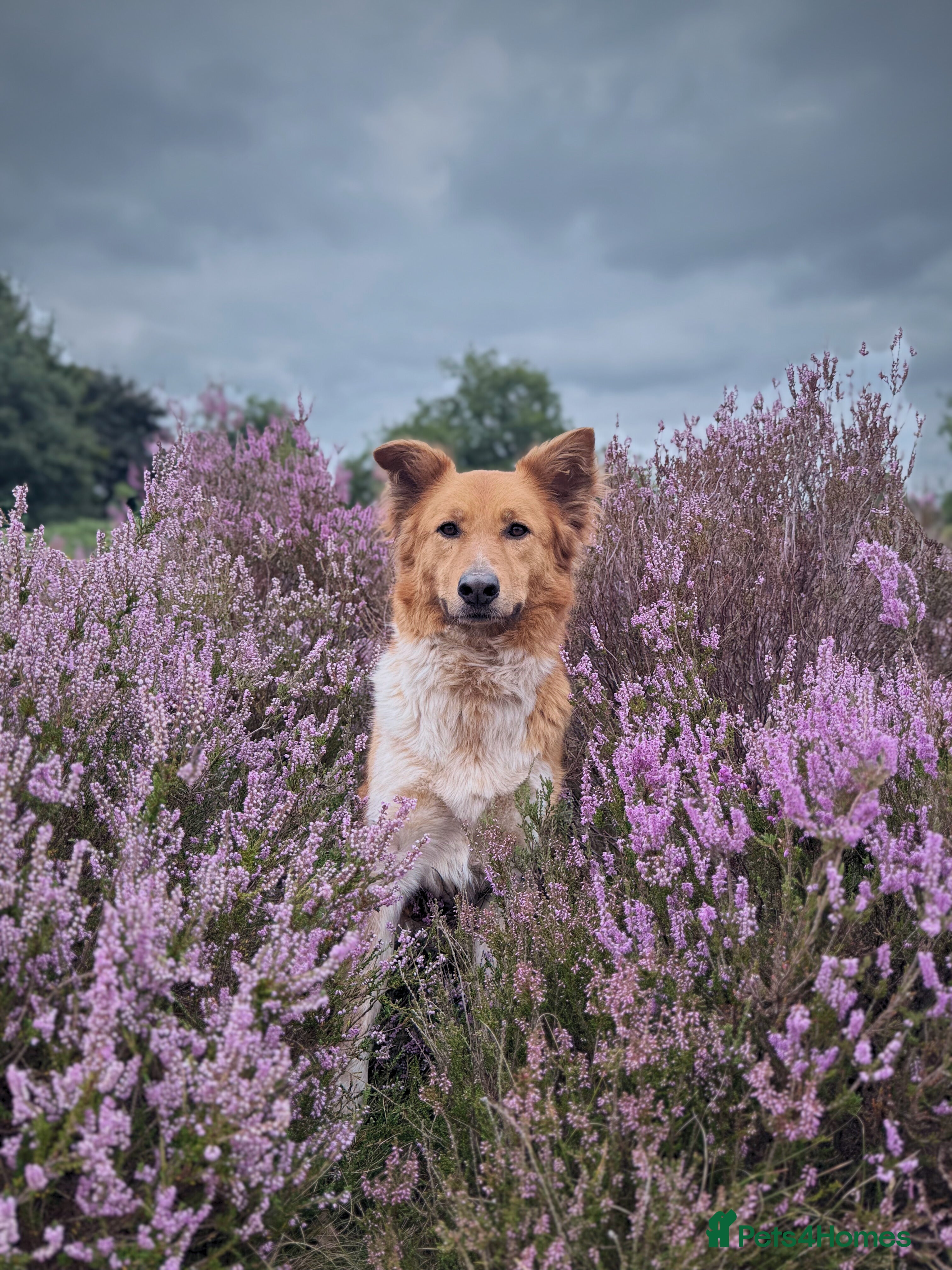 Canaan Dog dogs URGENT HOME NEEDED - Advert 15
