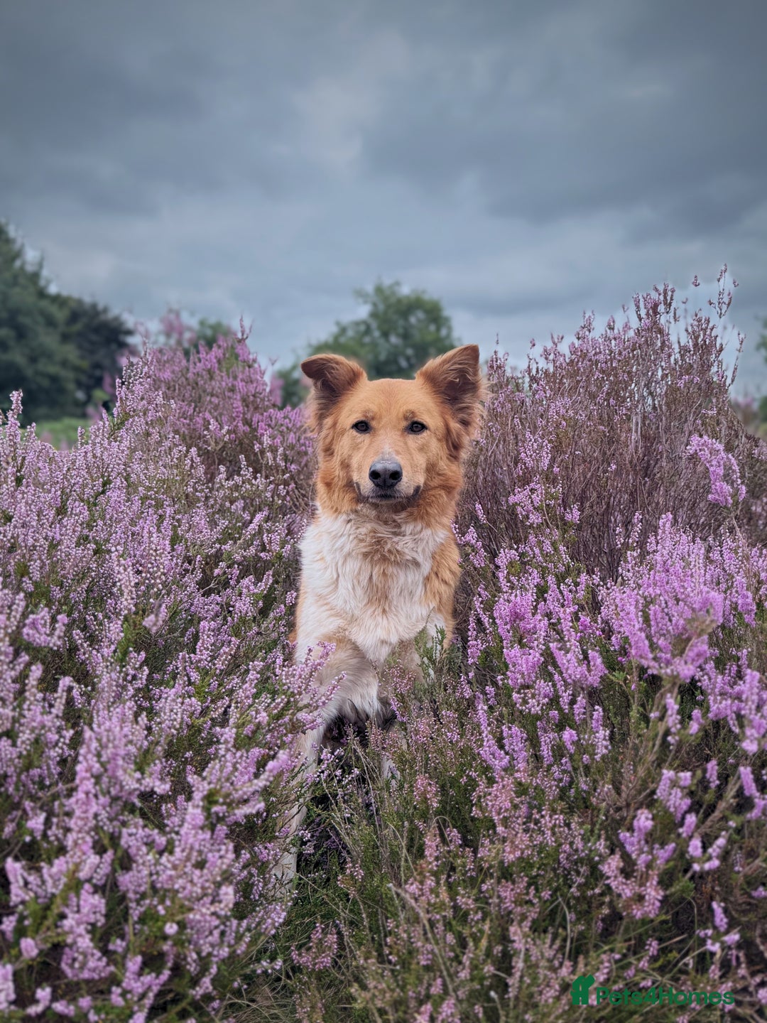 Canaan Dog dogs for sale: URGENT HOME NEEDED - Advert 1