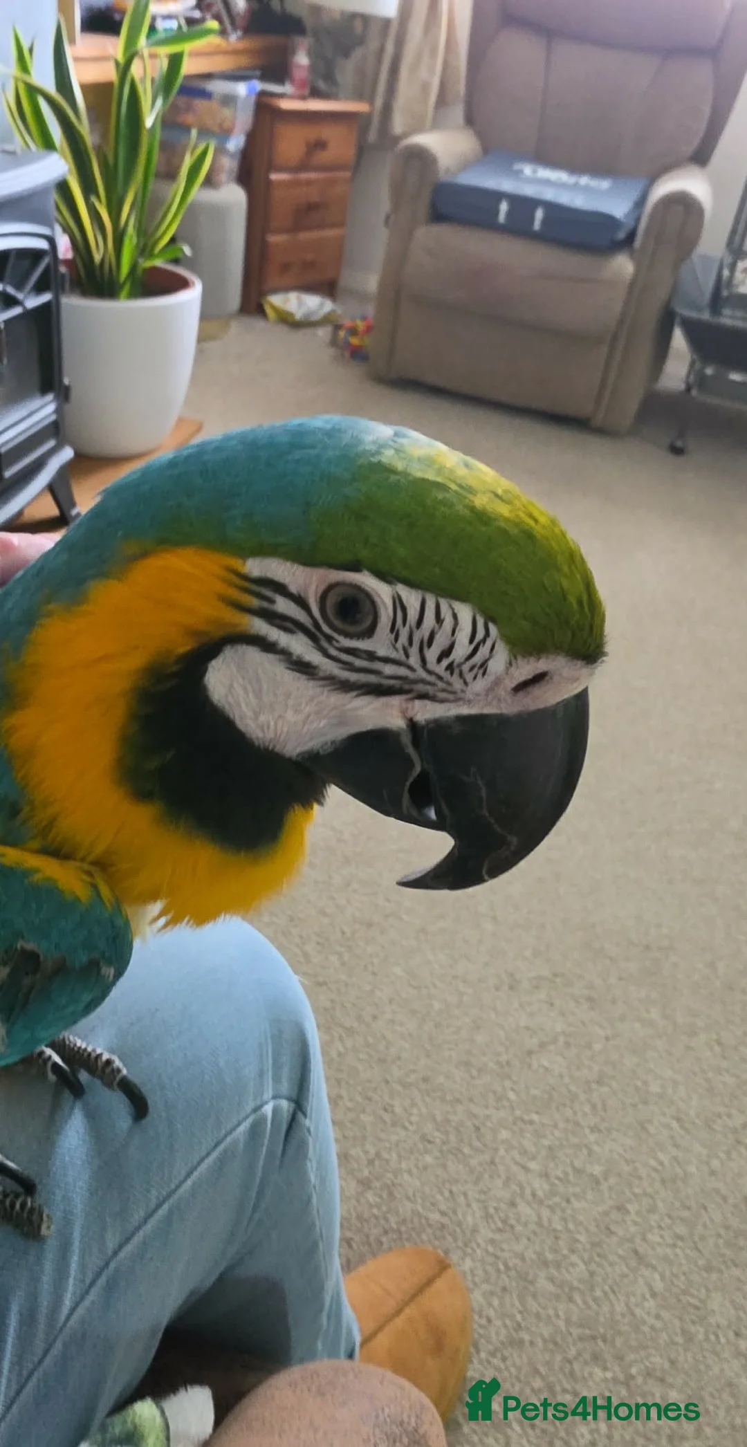 Macaws birds for sale: Hyacinth Macaw in Stoke-on-Trent - Advert 2
