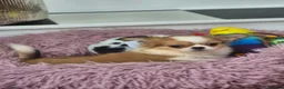 Chihuahua dogs for sale: Amazing Longcoat Apple head Chihuahua Puppies - Advert 3