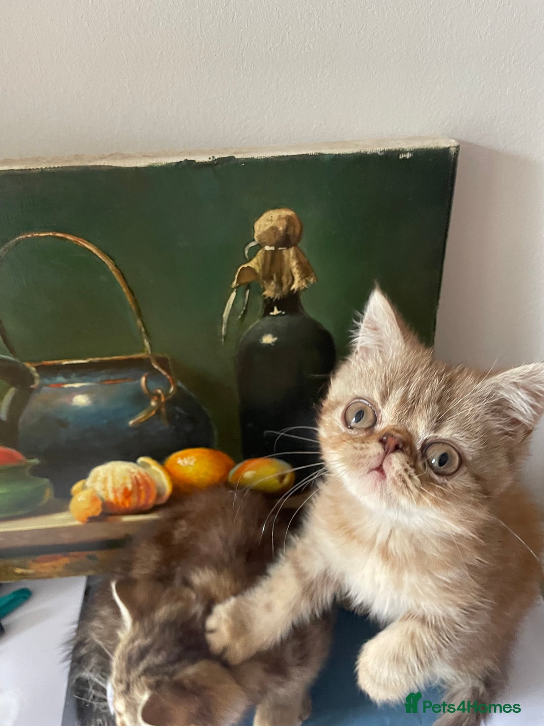Persian cats for sale: Two beautiful persian 9 weeks old  - Image 2