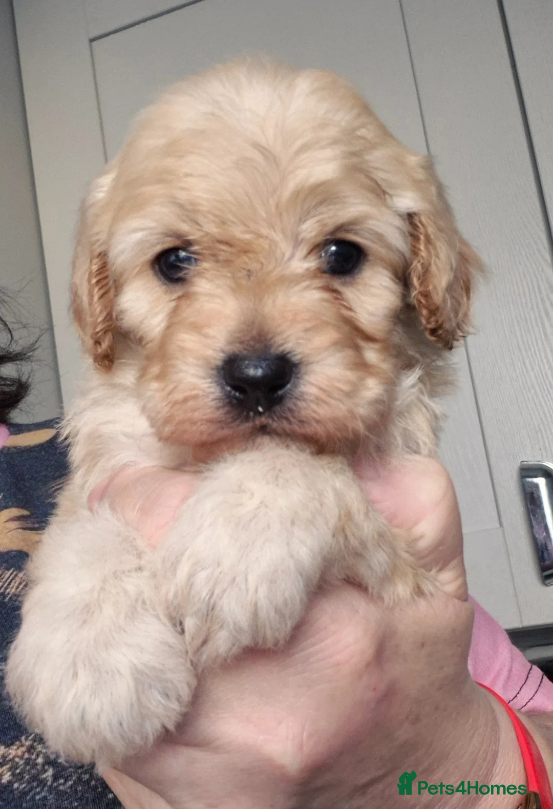 Cavapoo dogs for sale: Beautiful F1 Cavapoo puppies - Advert 6