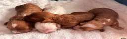Cavapoo dogs for sale: Beautiful Cavapoo puppies  in King's Lynn - Advert 10