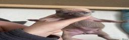 French Bulldog dogs for sale: 5⭐️French bulldog puppies - Advert 17