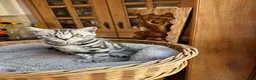 British Shorthair cats for sale: British shorthair Silver tabby  - Advert 28