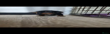 Miniature Dachshund Puppy 4
