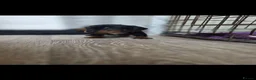 Miniature Dachshund dogs for sale: Miniature daschound REDUCED ££650££ - Advert 36