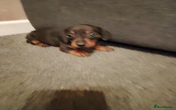 Miniature Dachshund dogs for sale: Miniature Dachshund  - Image 4